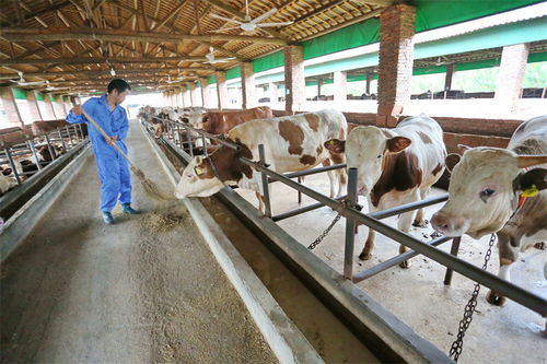 江西金溪 多產(chǎn)融合促發(fā)展，竹制品加工為鄉(xiāng)村振興注入新活力